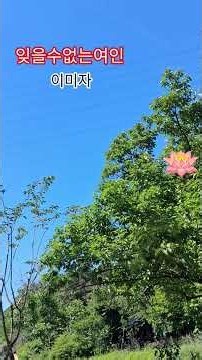 잊을수없는여인.원곡.노래.이미자