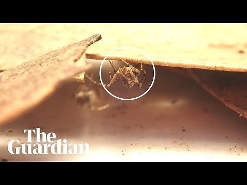 150 million years old and critically endangered: assassin spider stalks its prey