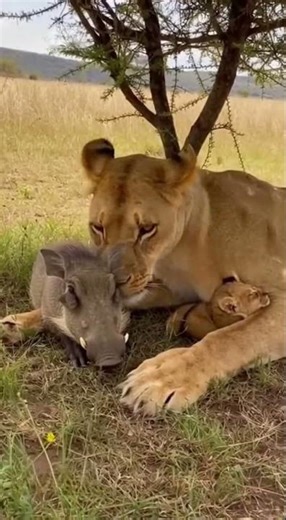 WORST Nap Ever! Lion vs. Warthog 😂