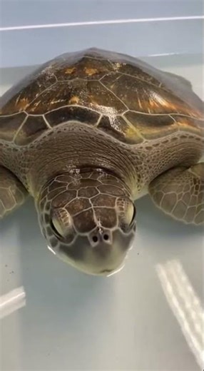 Turtle With Cracked Shell Gets Second Chance