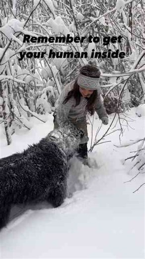 Fluffy Newfie puppy enjoys snowy winter adventures