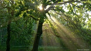 69 reactions · 13 shares | Trees are the lungs of the planet ...