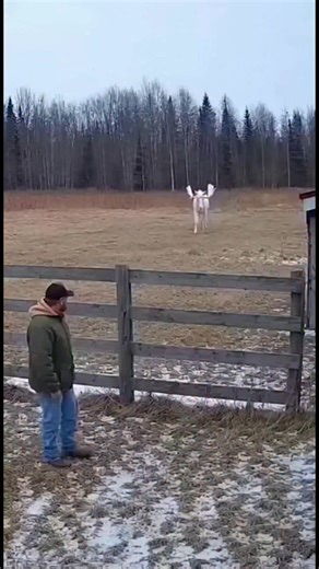 Moose Charges Through Fence! A majestic moose breaks through a fence with ease. Nature's might! #fblifestyle #AI Generated using Kling AI . . . (For entertainment purposes only. Consult professionals if guidance on activities is presented. No brand affiliation is implied if any are shown. If inspired by true events, creative adaptations may be included. Content may include public footage.) | Fabiosa Daily