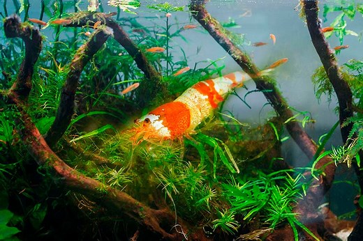 Gambario, cómo montar tu pecera para gambas | My Shrimp House