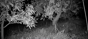 75K views · 362 reactions | Another fox caught with the bridger 1.65 trap at the chook farm . Set this set a week ago using some dead chooks and stinger lure had some hanging around before this one caught . Trapping and shooting in conjunction is paying off with Gone Dark Pest Control #pestcontrol #foxhunting #trapping #chickenfarming | Central VIC Contracting Vermin Control | Facebook