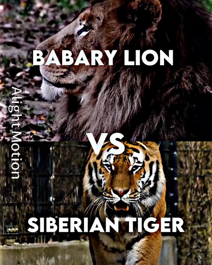 Siberian Tiger vs Barbary Lion | Epic Animal Battle