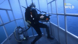 8.4K views · 438 reactions | Afin d'estimer la population de requins à Point Conception, les chercheurs doivent en identifier un maximum. Jetez-vous à l’eau pour la nouvelle édition de Shark Festival, tous les mercredis à 18.20 sur National Geographic Wild (canal 116), disponible avec Canal+. | Nat Geo Wild France | Facebook