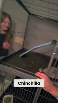 See Our New Chinchilla Mansion! (Pokémon Unboxing Vibes) #shorts