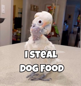 My Cockatoo Tries To Steal The Dog Food You all have to see what happens when Brad feeds Izzy every night. He has to outsmart Coco haha. #petlover | Lucky Lou and Coco Too
