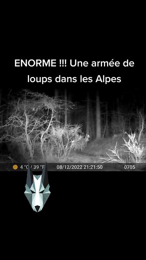 Six loups dans les Alpes avec ma caméra de chasse ! #loup #canislupus #pourtoi #wolf #viesauvage