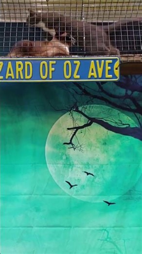 Cats in the Catio: Bridge of Oz #shorts #cats #catio #catjump