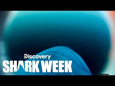 Never Before Seen Porbeagle Shark’s POV Footage Recovered | Shark Week