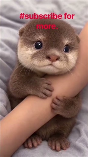This is why everyone loves otters #cute #otter #animalsoftiktok