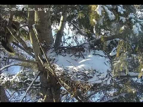 Porcupine comes down from above the Nest