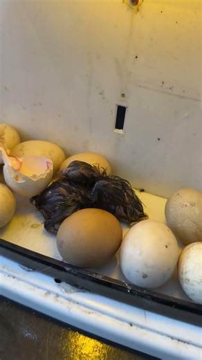 First Egg hatched in Mini Homamde egg incubator.