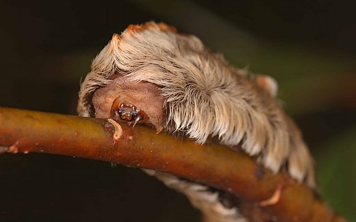 20 Caterpillars Found in Louisiana (Plus 6 That Are Poisonous)