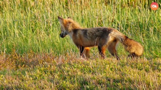 Surprising Urban War Between Coyote and Red Fox!🐾🏙️