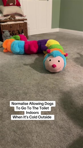 If a greyhound had their way … 🤪 #funnydog #greyhound #fyp #funnydogvideos