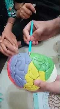 [Gyri and Sulci Anatomy | Brain Model (Head & Neck Anatomy)] by Aden | Med & Beyond