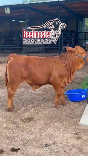 Ganadería Beefmaster: Calidad y Tradición Mexicana
