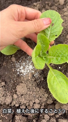 白菜を植えた後のお手入れ🌱ネキリムシ対策、少量の追肥、祖母直伝の土寄せで根元をしっかり支えます。元気に育ちますように🥬