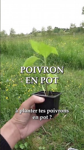 Pourquoi cultiver son poivron en pot ? 🫑 #potager #jardin #permaculture