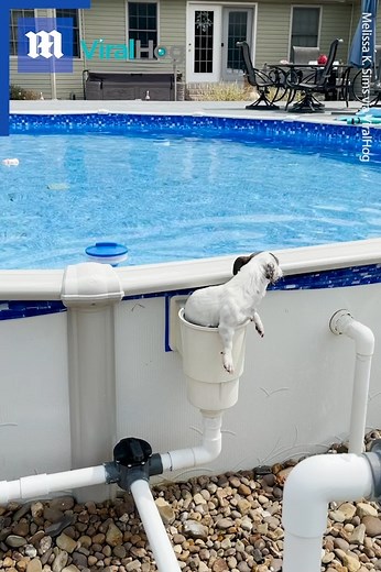 This dog might actually be smarter than me... 😮🐶 via ViralHog | Daily Mail Video