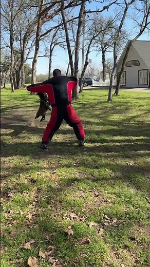 Wizard KNPV PH1 malinois protection dog with an hard smack when coming in for the bite #malinois