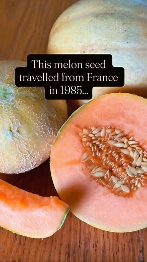 Seed savers are the best! Thank you Sherri Graham of Manton, CA for stewarding this sweet juicy melon for the last 40 years. Originally from France it has thrived and adapted in the heat and volcanic soils of Tehama county. Sherri has been telling me about her melon for many years and this season we finally had room in our seed gardens to try it out. It was easily the most vigorous melon we grew this year and there was not a single off type, a true testament to Sherri's diligence in keeping this