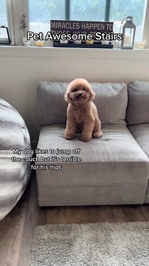 Doggy stairs from @Pet Awesome linked in bio! #minipoodle #redminipoodle #dogsoftiktok #petstairs #dogstairs #poodlesoftiktok #fluffydog