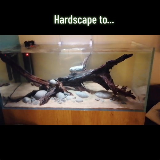 A little throwback to my old planted Discus setup — still one of my all-time favourites! ❤️ The vibrant Nymphaea Zenkeri (Red Tiger Lotus) really stole the show in this one — bringing that perfect mix of colour, texture, and natural movement to the scape.  #Aquascape #PlantedTank #DiscusFish #RedTigerLotus #AquascapingInspiration #AquariumGoals #NatureAquarium #UnderwaterArt #FishKeeping #AquascaperLife | Aquaman Complete Aquarium Services | Facebook