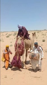 رحلة طويلة، وراعٍ وحيد، وجمل وفيّ