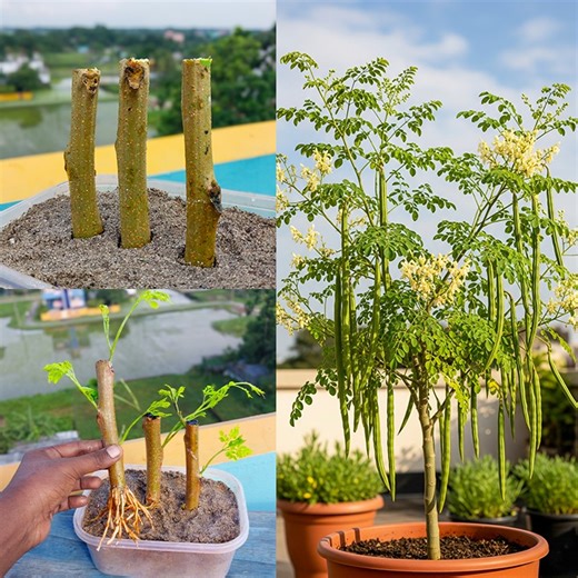 41K views · 193 reactions | From stem to tree || Drumstick plant growing tutorial in this video || Watch it till end | Amd MultiMedia | Facebook