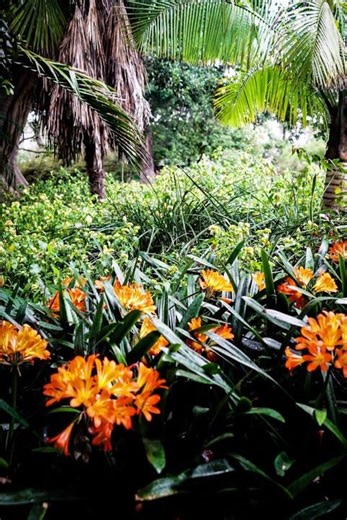 Garden Scene with Clivia, Adelaide Botanic Garden, Adelaide, Australia