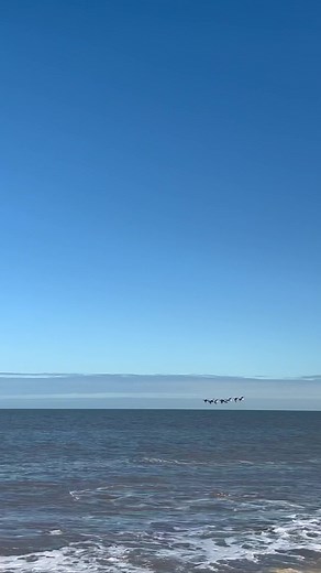 Geese formation flying #geese #natureviews #beachvibes #beautifulnature #nature #birdsoftiktok #naturebirds #naturephotography #