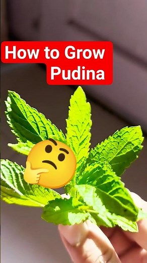 How to Grow Pudina 🤔🌿#homegardening #plants #garden
