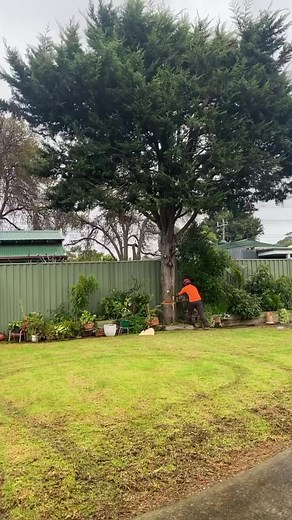 DTS Tree and Stump Removal always getting it done in a timely manner. Our articulated mini loader makes light work of these trees, keeping our team refreshed and our customers happy. Call us today on 0434438698. | DTS Tree and Stump Removal