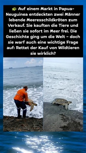 Zwei Meeresschildkröten gekauft und freigelassen . 🐢🌊