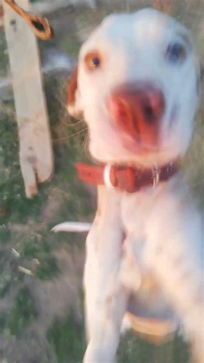 Giving Training to my Pointer #Dog #hunting #dogshorts #doglife #doglove #dogs #dogtraining