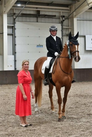 Dressage transformation: how to progress from basics to competition