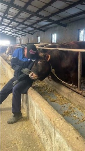 Title: The Secret Betrayal: Who's the Real Rogue