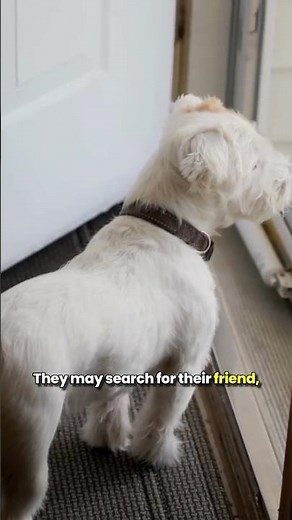 Why Do Dogs Mourn When Another Pet Dies?