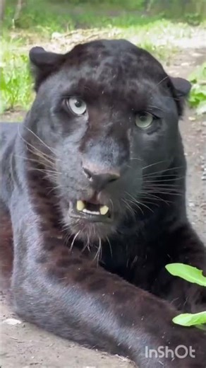amazing animals growth journey part:60 #animals #amazinganimals #transformation