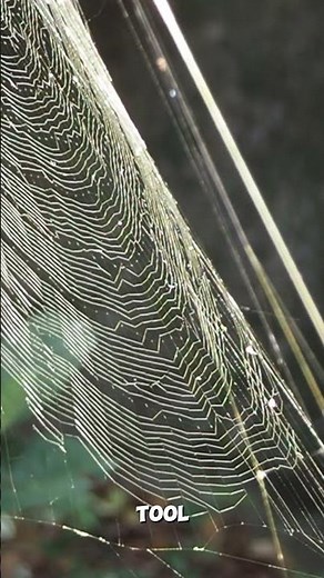 Why do spiders spin webs?