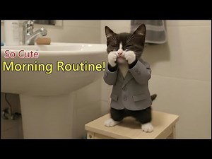 The Perfect Morning Routine of a Cute Cat