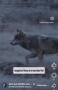 Yellowstone Park, U.S. National Park Service, Senior Wildlife Biologist: Doug Smith, has done incredible work with Wolves for a very long time. We thank him! He says to the #Wolves “ #IGotYourBack “ 🐾. Credit: Wolf and Wildlife Advocates page and The Wolf Connection Podcast. | >