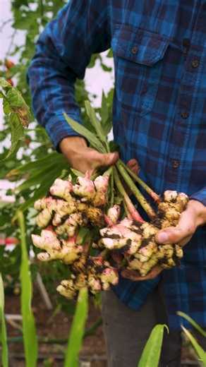 Souhaitez-vous cultiver du gingembre à la maison? 🌿 C'est tout à fait possible! Cette semaine, on vous présente notre culture de gingembre frais, on le récolte ensemble et l'on partage avec vous la meilleure stratégie pour augmenter votre production de cet aromate exceptionnel! 🌱 👌 #potagerurbain #gingembre #gingembrefrais | L'Académie Potagère