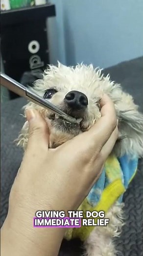 Removing Trapped Hair From a Dog's Teeth