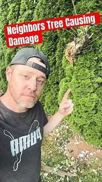 Neighbors Tree Snapped | Fence and Arborvitae Damage