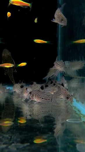 Corydoras Julii – The Cutest Bottom Feeder! 🐟✨ #Shorts #LianaFish